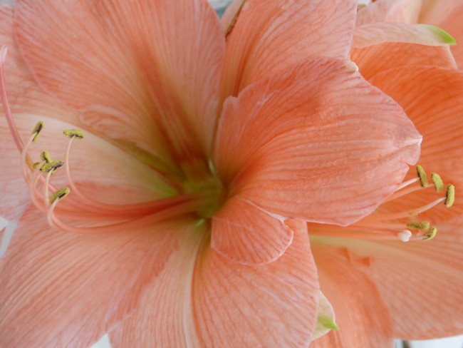 lachsfarbene Amaryllis erblüht